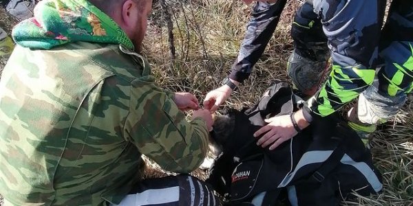 В Новороссийске освободили попавшего в капкан енота и спасли собаку