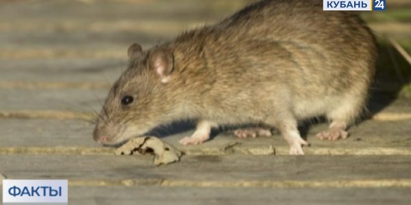 На Кубани прогнозируют рост численности мышей и саранчи