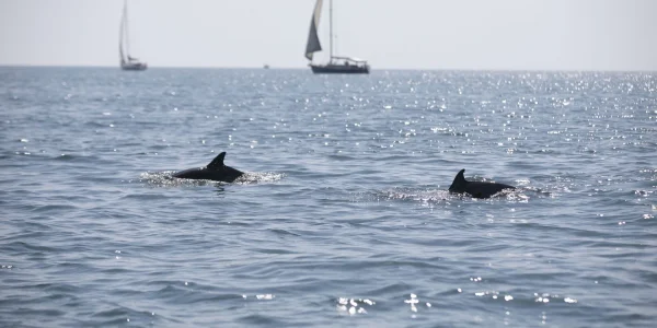 В Краснодарском крае за год обнаружили на побережье 345 мертвых дельфинов