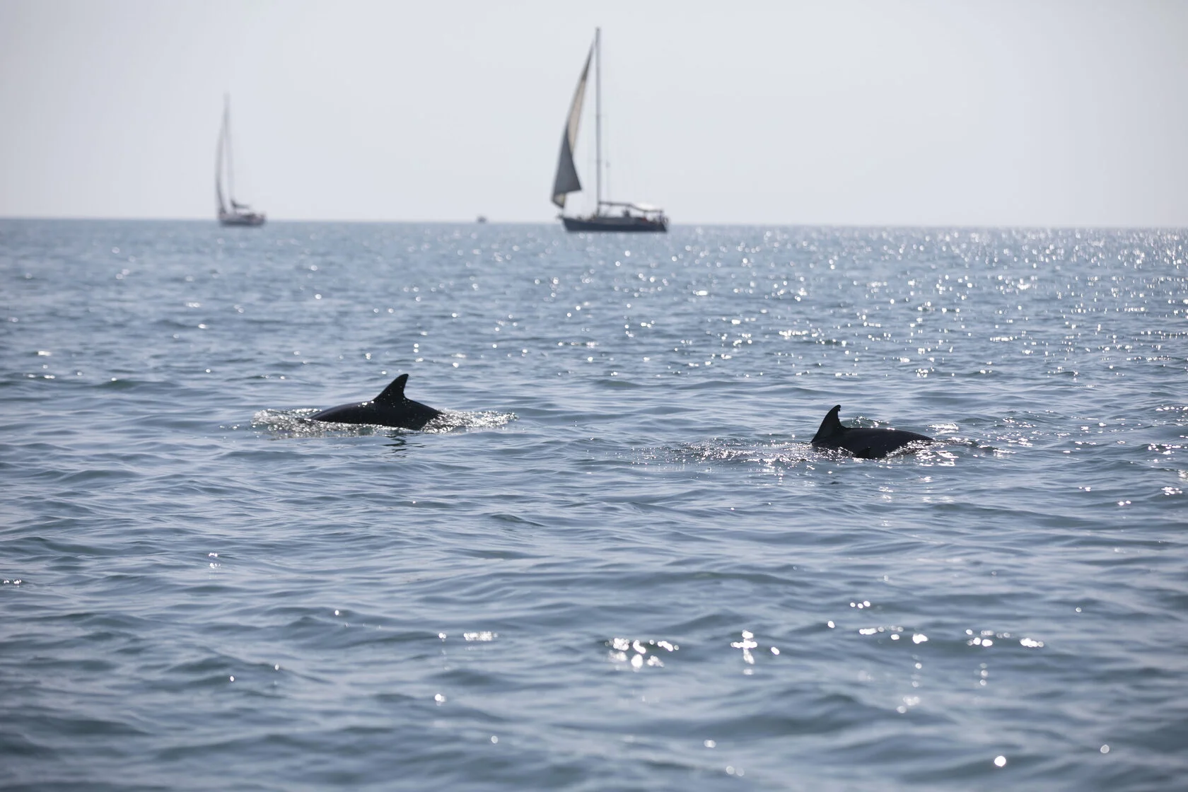 В Краснодарском крае за год обнаружили на побережье 345 мертвых дельфинов