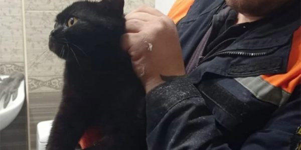 В Новороссийске напуганный кот застрял между труб в санузле квартиры