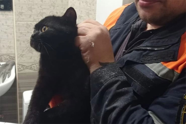 В Новороссийске напуганный кот застрял между труб в санузле квартиры