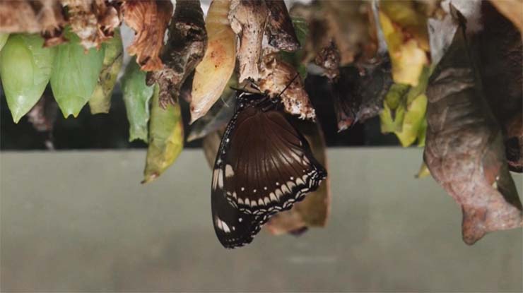 В Новороссийске выставка «Сад живых тропических бабочек» продлится до 27 марта