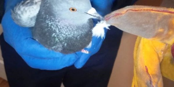 В Новороссийске голубь залетел в вентиляцию ванной комнаты в многоэтажке