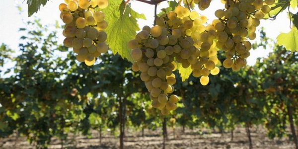 В Краснодарском крае в 2023 году на 15% вырастет производство вина