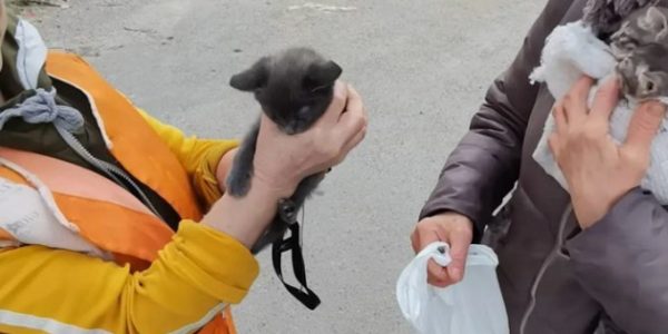В Новороссийске спасатели сняли с дерева котенка, его приютила заявительница