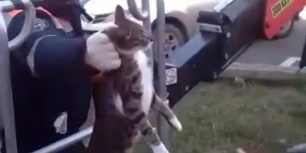 В Новороссийске спасатели сняли кота с дерева с помощью автовышки