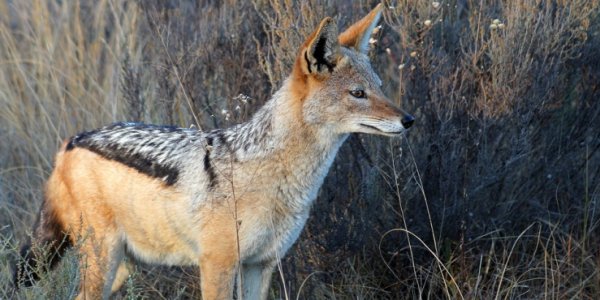 В горах Сочи диких волков, лис, шакалов и енотов вакцинируют от бешенства