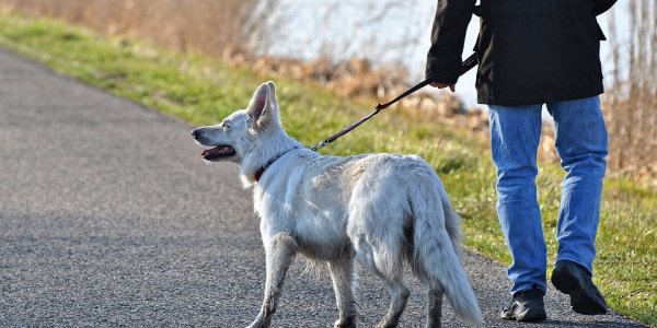 В Краснодаре за неделю от отравления умерли несколько домашних собак
