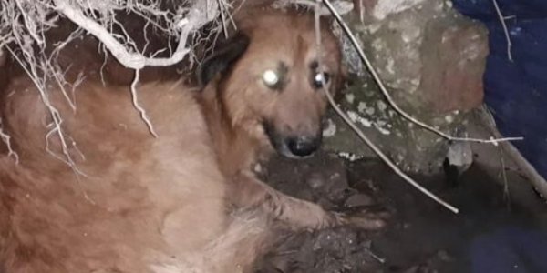 В Новороссийске спасатели вызволили собаку из западни, она укусила одного из них