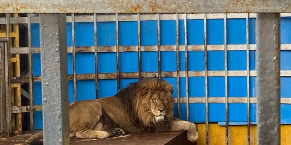 В Анапе прокуратура проверила условия содержания льва, рычащего в парке