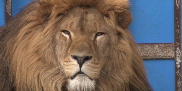 Льва Тиграна из Анапы планируют отправить в Африку