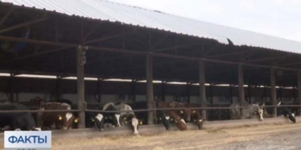 В Каневском районе молочно-товарная ферма стала участником нацпроекта