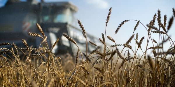 В Краснодарском крае сбор озимой пшеницы за пять лет увеличился на 15%