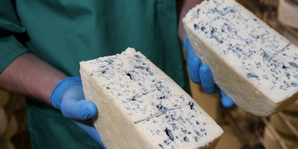 В Каневском районе открыли новый цех по производству сыров с белой плесенью