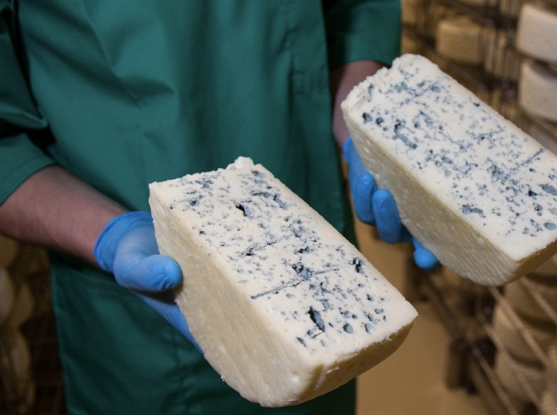 В Каневском районе открыли новый цех по производству сыров с белой плесенью