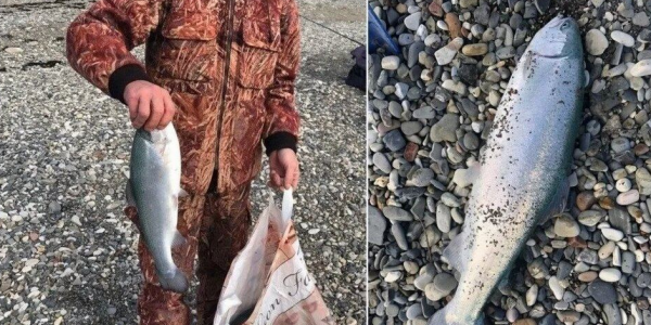 У берегов Крыма начали ловить радужную форель и лосося из Сочи