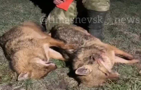 В Краснодарском крае охотники по просьбе станичников убили двух шакалов