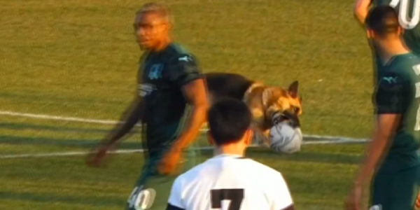 Во время матча ФК «Краснодар-2» с «Аксу» в Турции на поле выбежали две собаки