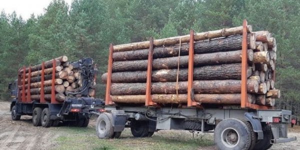 На Кубани задержали три фуры, перевозившие бревна хвойных деревьев без документов