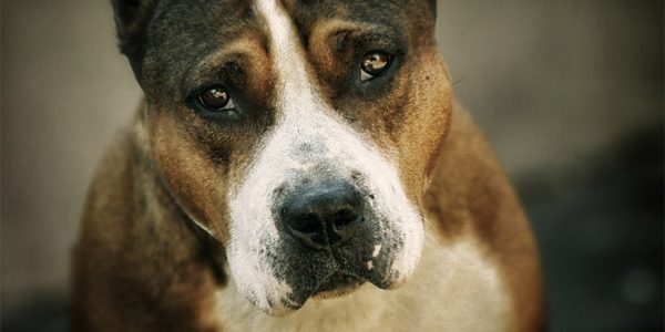 На Кубани бойцовская собака напала на улице на двух девочек