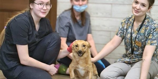 Бездомная собака с протезами переедет из Краснодара в Лондон