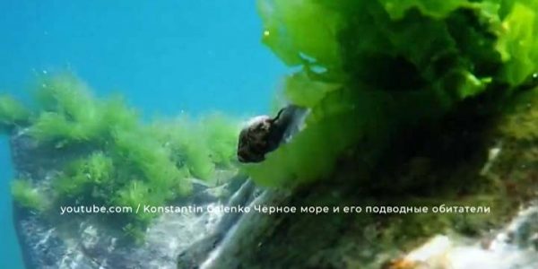 В Черном море со стороны Кубани обнаружили более 40 вредоносных видов водорослей