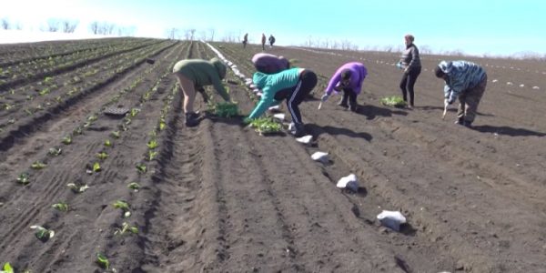 Аграрии Кубани в начале лета соберут свежий урожай капусты