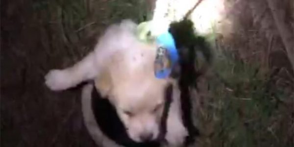 В Краснодарском крае спасатели достали щенка из узкого колодца