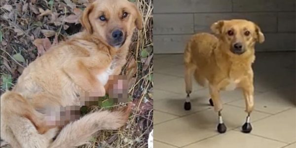 Собаку с протезами не смогли отправить из Краснодара в Англию из-за ограничений полетов