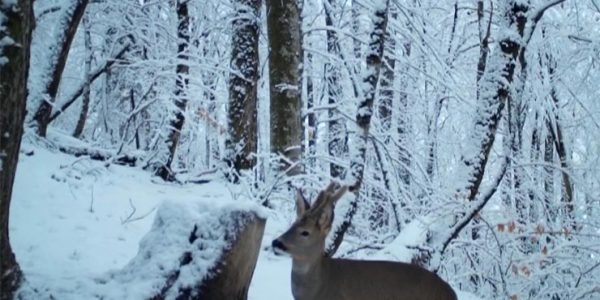 В горах Сочи установили 11 подкормочных станций для диких животных