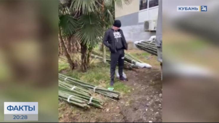 В Сочи жители пожаловались на вырубку бамбуковой рощи
