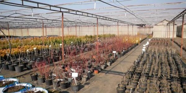 В Армавирском питомнике растят новинки садоводства отечественной селекции