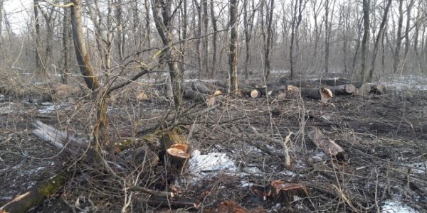 На Кубани «черных» лесорубов обязали возместить ущерб в 26 млн рублей за ценные деревья