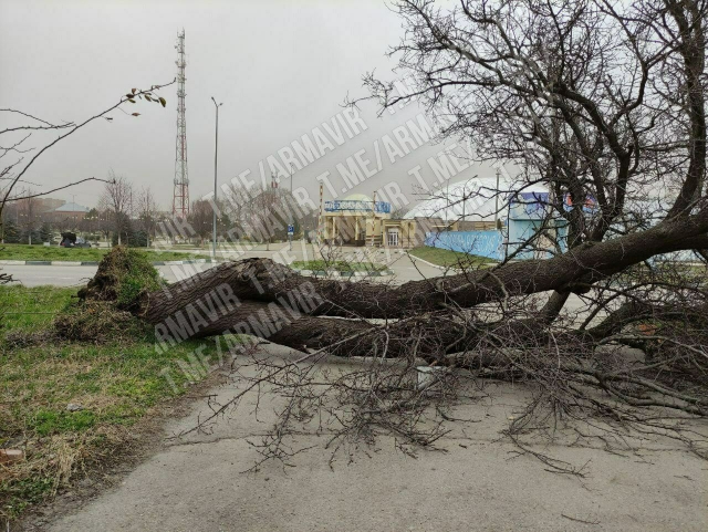 Сильный ветер повалил деревья и кровлю зданий в городах Кубани