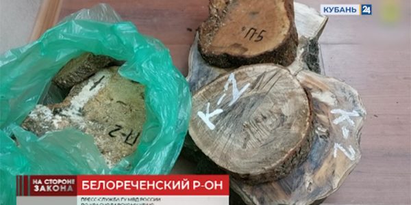 В Белореченском районе «черному лесорубу» грозит до 7 лет колонии