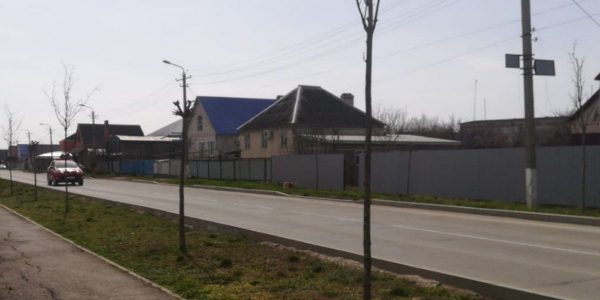 В Крымске вдоль трассы высадят 237 кленов и катальп