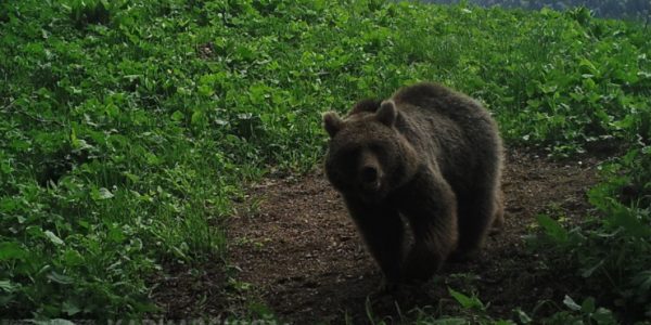 В Кавказском заповеднике медведи вышли из спячки