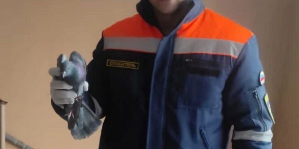В Новороссийске спасатели вытащили голубя из-под подшивки потолка