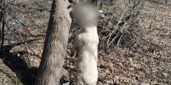 В Краснодаре живодер повесил собаку на ветке дерева