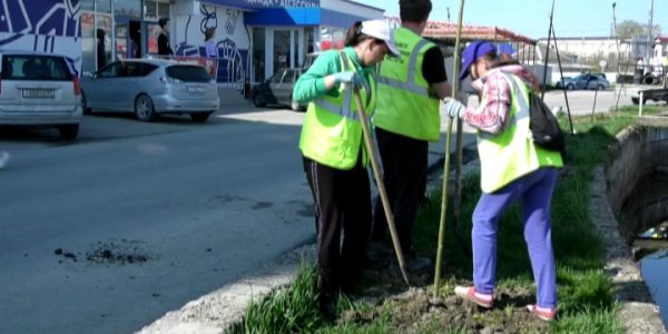 В Крымске по программе озеленения высадили павловнии и кипарисы