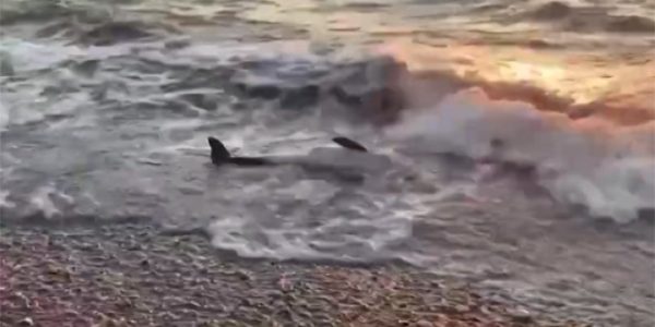 В Сочи на пляж выбросило мертвого дельфиненка