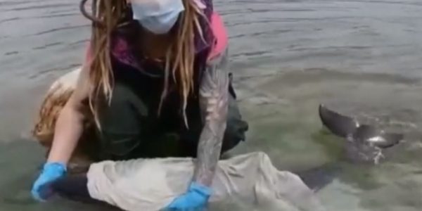 В Геленджике волонтеры центра «Дельфа» спасли дельфина с обезвоживанием