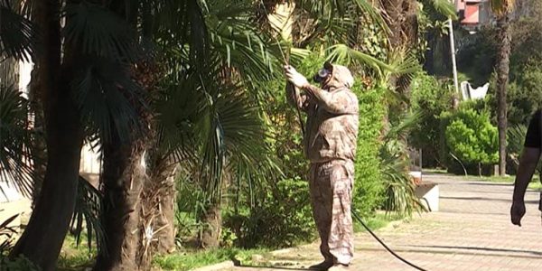 Сотрудники нацпарка попросили жителей и гостей Сочи помочь спасти пальмы