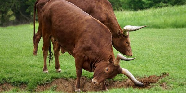 Житель Белореченского района украл двух быков из чужого сарая