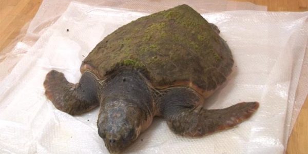 Найденную в Анапе краснокнижную черепаху могут направить на лечение в Москвариум