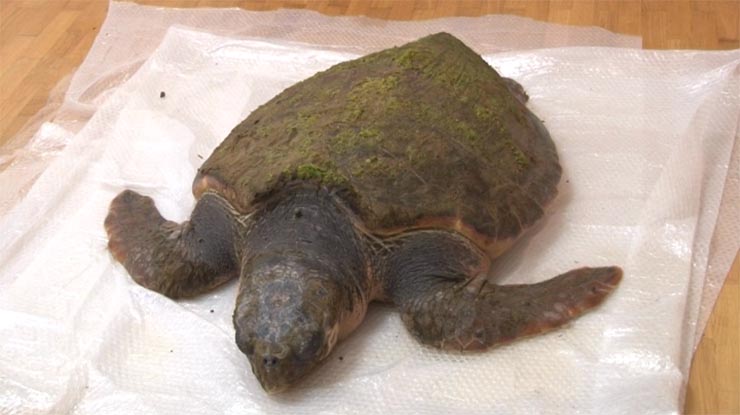 Найденную в Анапе краснокнижную черепаху могут направить на лечение в Москвариум