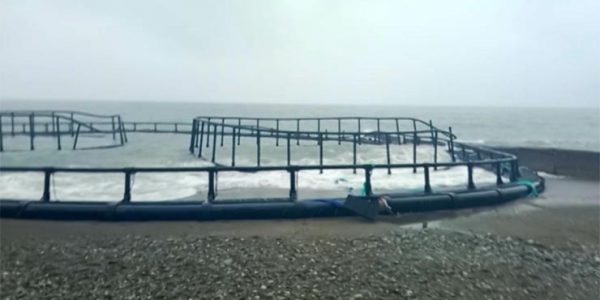 В Сочи из-за шторма на берег пляжа выбросило форелевую ферму