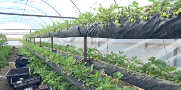 На Кубани выделили около 1 млрд рублей на развитие садоводства