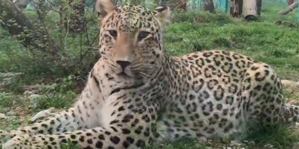 В нацпарке Сочи девятилетнему леопарду Филоу вылечили зубы